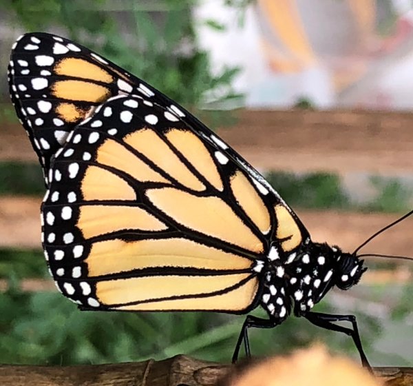 proyecto-insectos-infantil-portada-mariposa